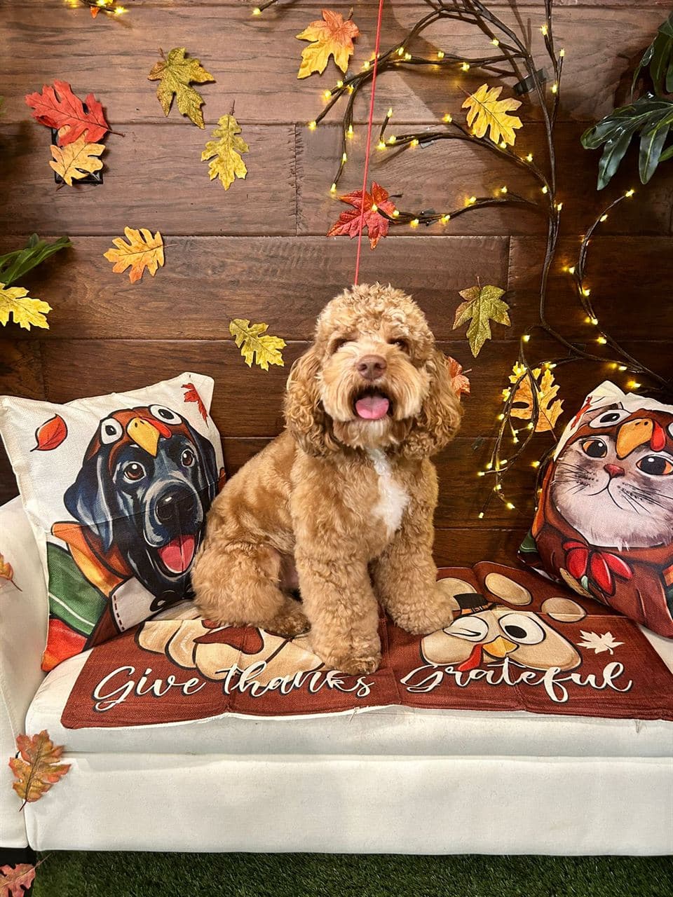 Freshly groomed doodle after a breed-specific cut at Pawadise Parlor in Oklahoma City