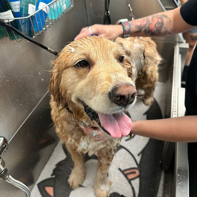 Golden Retriever enjoying a warm bath at Pawadise Parlor