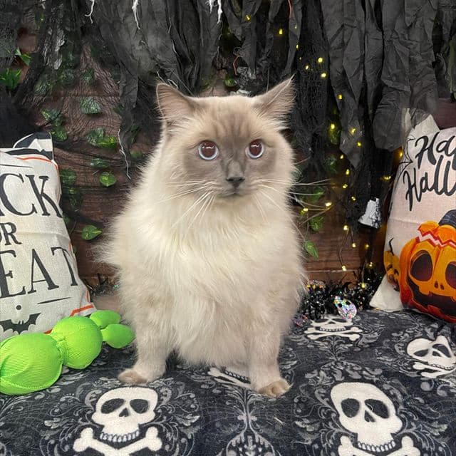 Freshly groomed Ragdoll cat at Pawadise Parlor