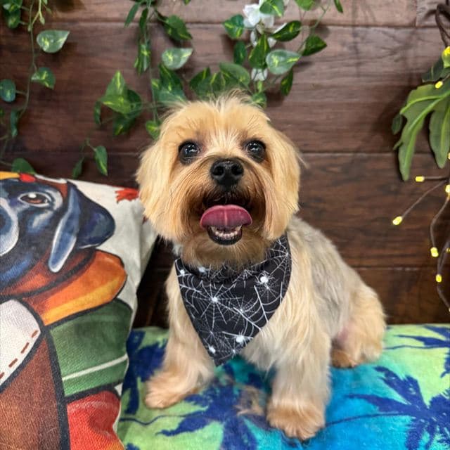Happy groomed Yorkshire Terrier at Pawadise Parlor