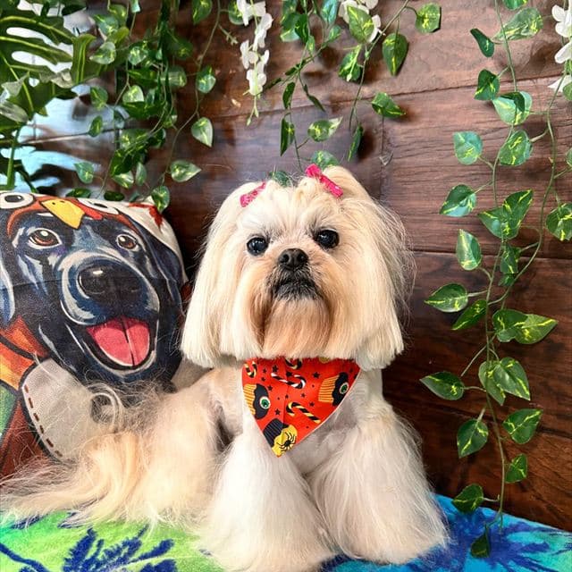 Freshly groomed white dog with a bow at Pawadise Parlor