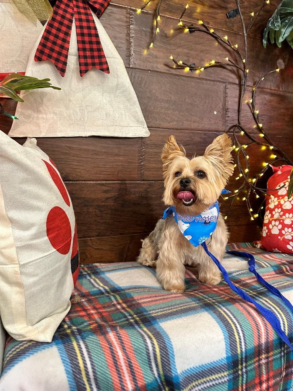 Freshly groomed small dog posing at Pawadise Parlor in Oklahoma City