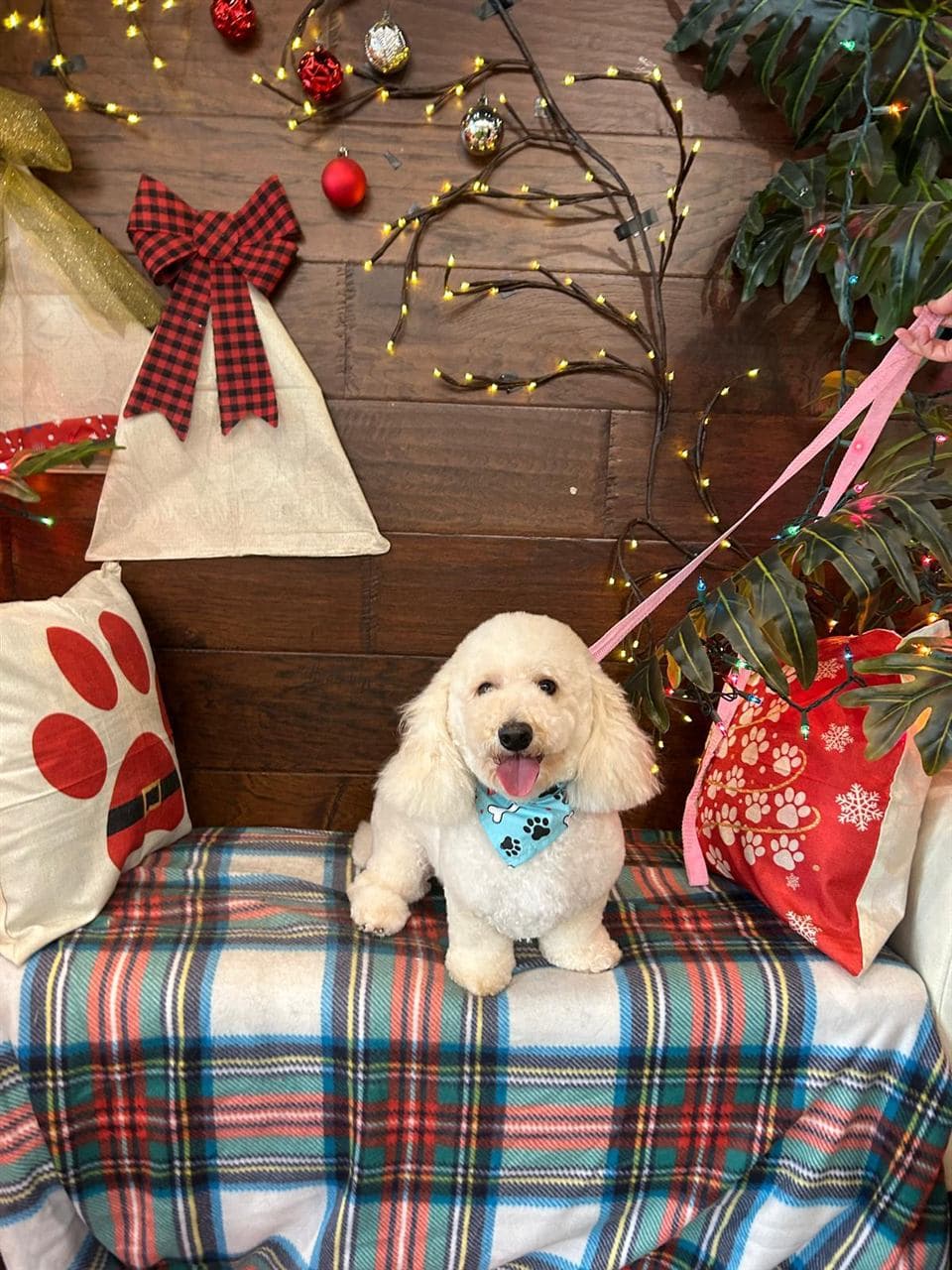 Happy freshly groomed dog at Pawadise Parlor in Oklahoma City