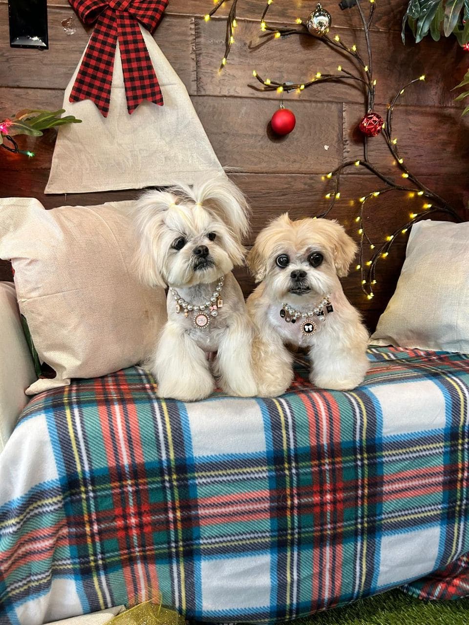 Two pampered Shih Tzus after grooming at Pawadise Parlor OKC