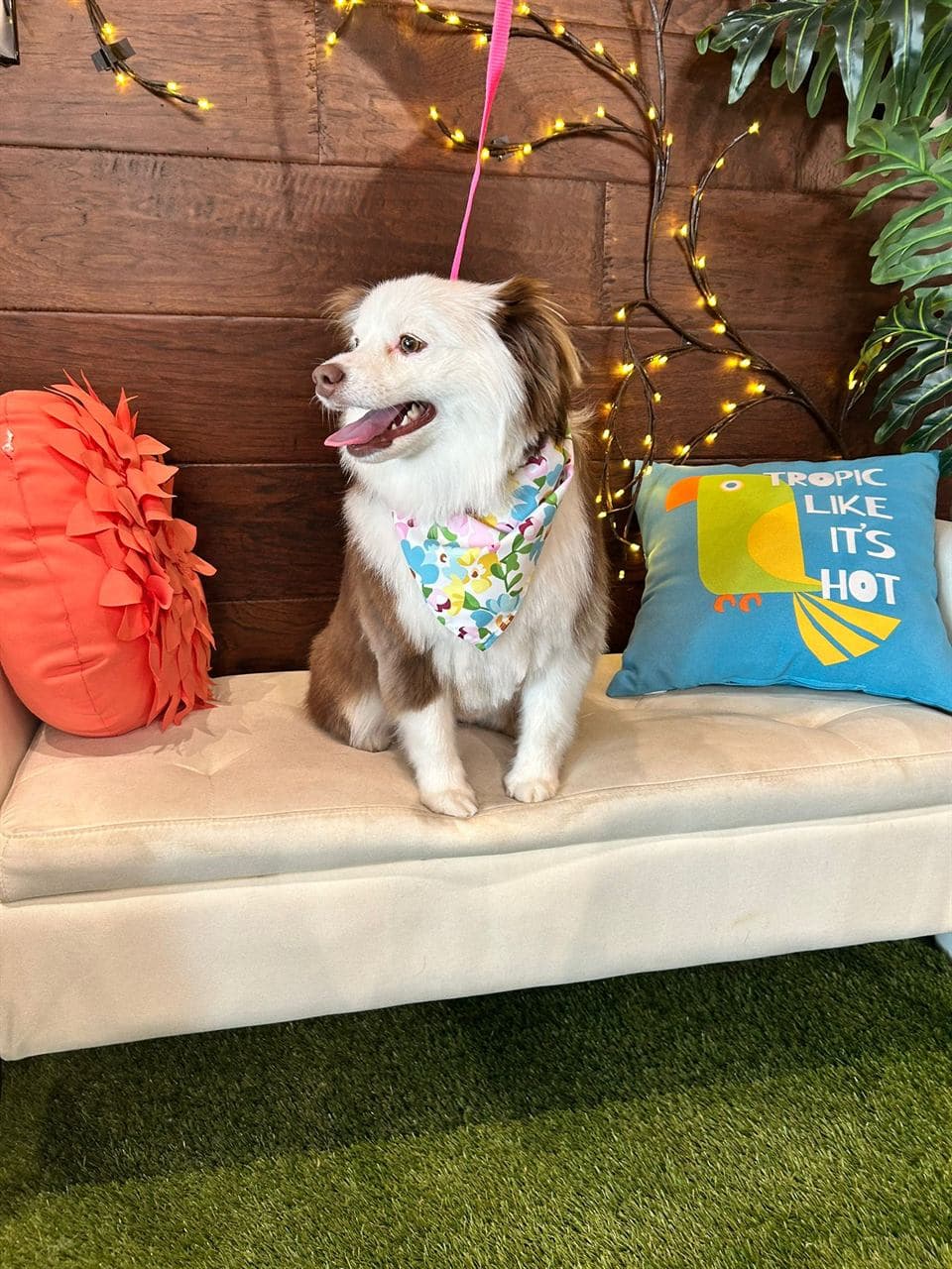 Smiling pet with a fresh haircut at Pawadise Parlor