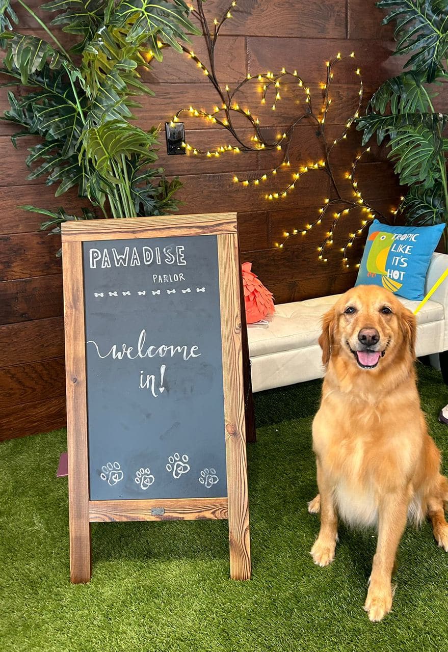Freshly styled dog at Pawadise Parlor pet grooming salon