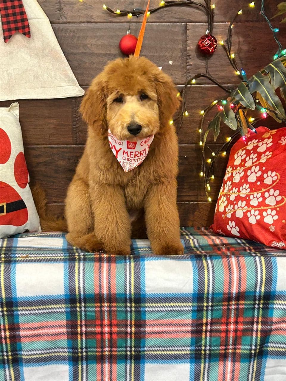 Happy groomed pet at Pawadise Parlor in North Oklahoma City