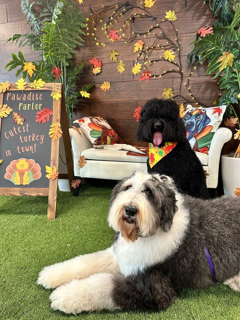 Dog with a seasonal photo setup after grooming at Pawadise Parlor