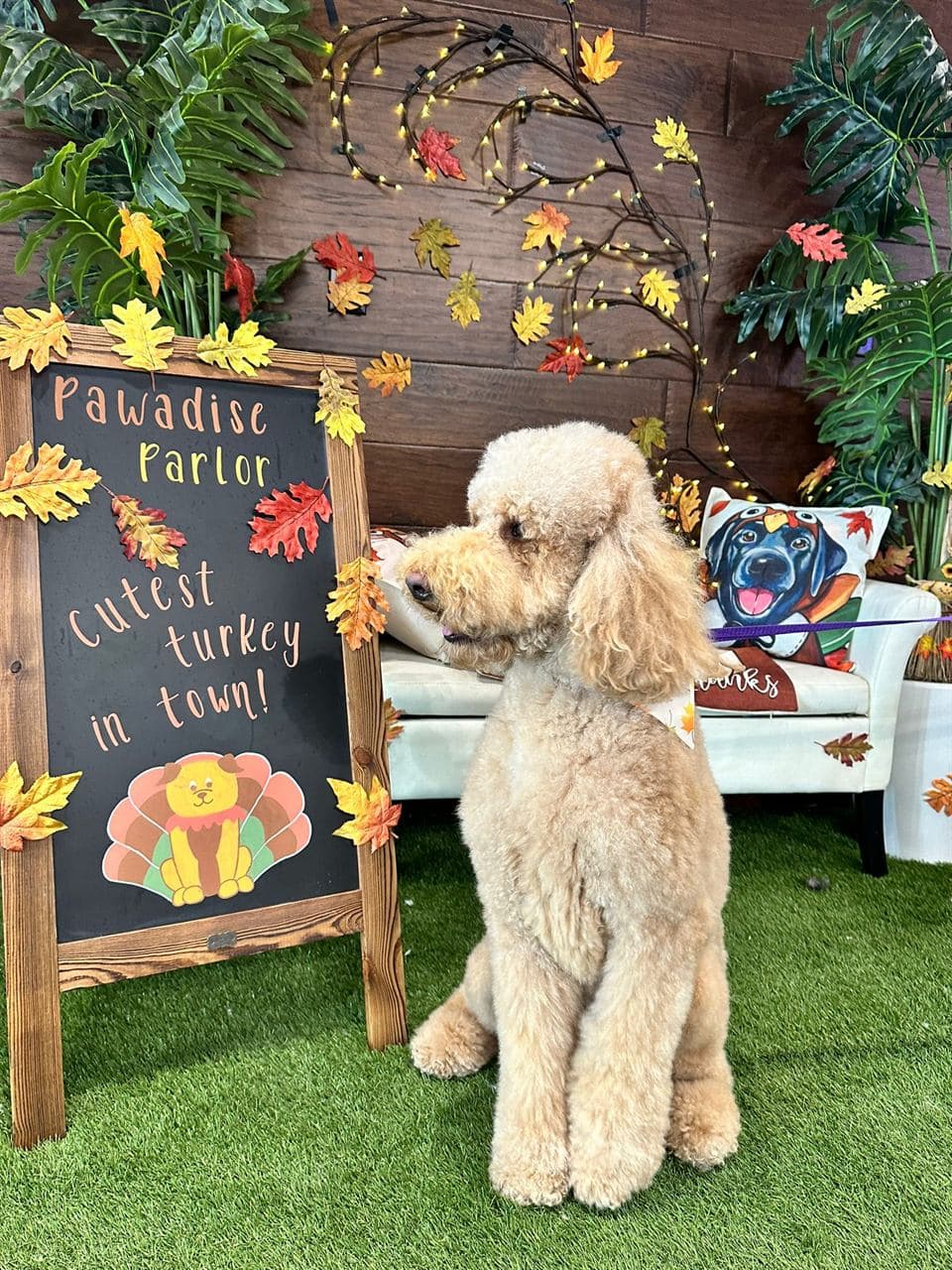 Fresh-cut pup posing at Pawadise Parlor's photo corner