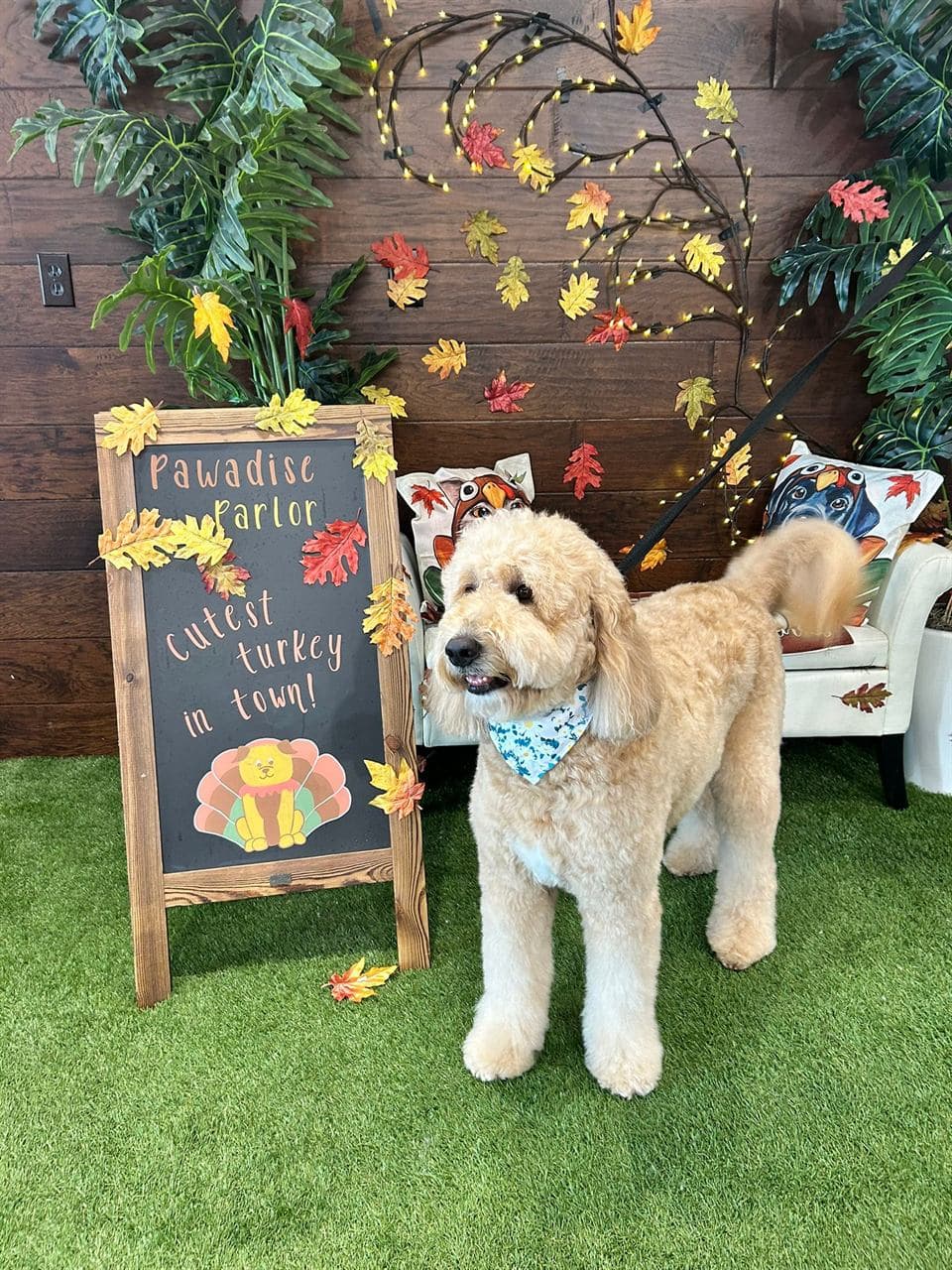 Groomed dog smiling for the camera at Pawadise Parlor