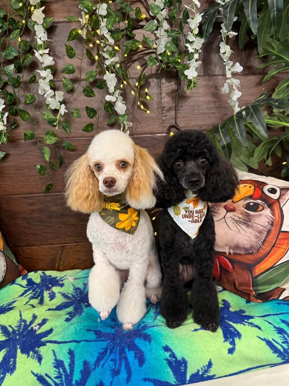 Freshly groomed pet at Pawadise Parlor, serving Yukon