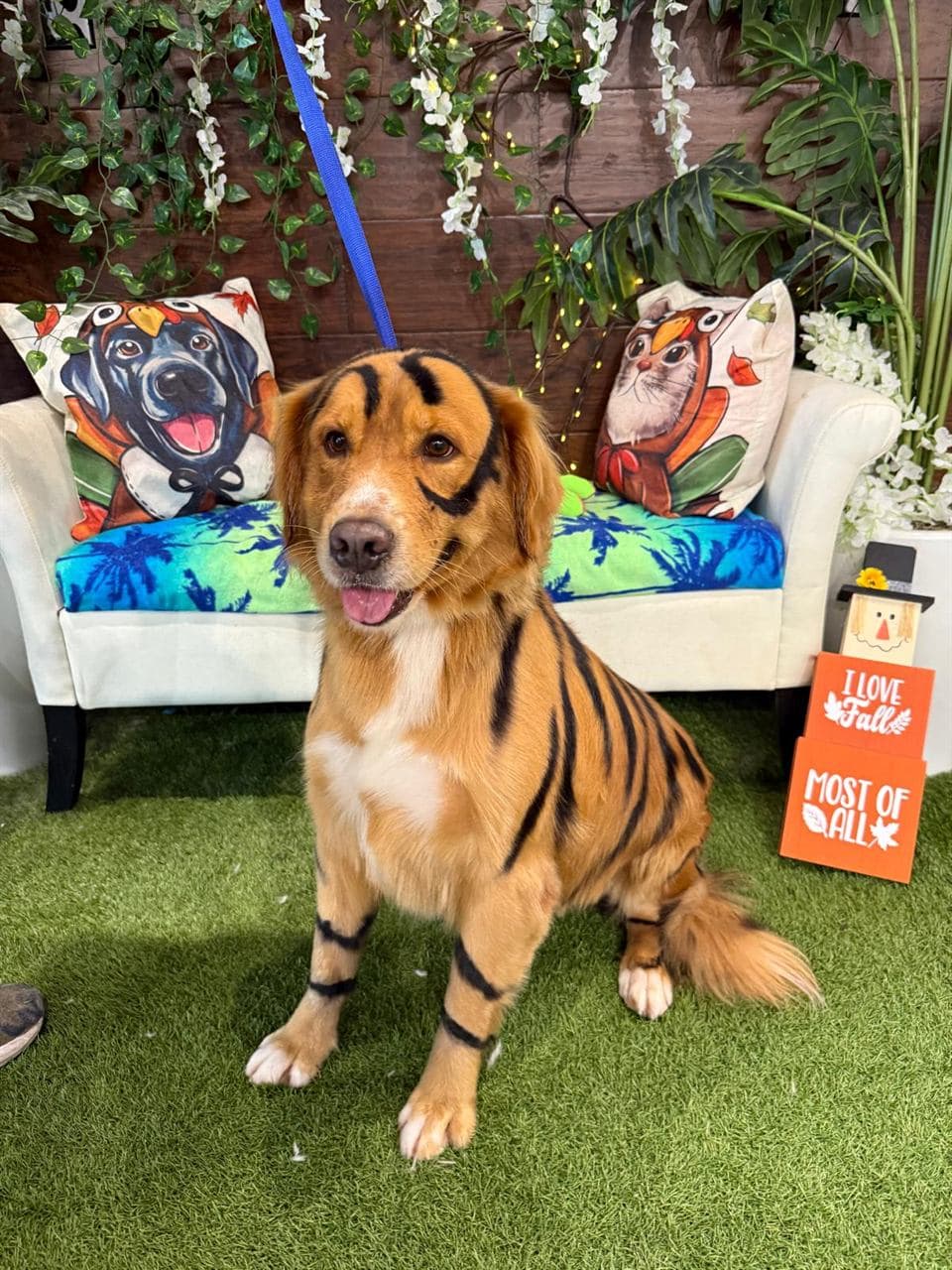 Happy freshly groomed dog at the Pawadise Parlor boutique in Oklahoma City