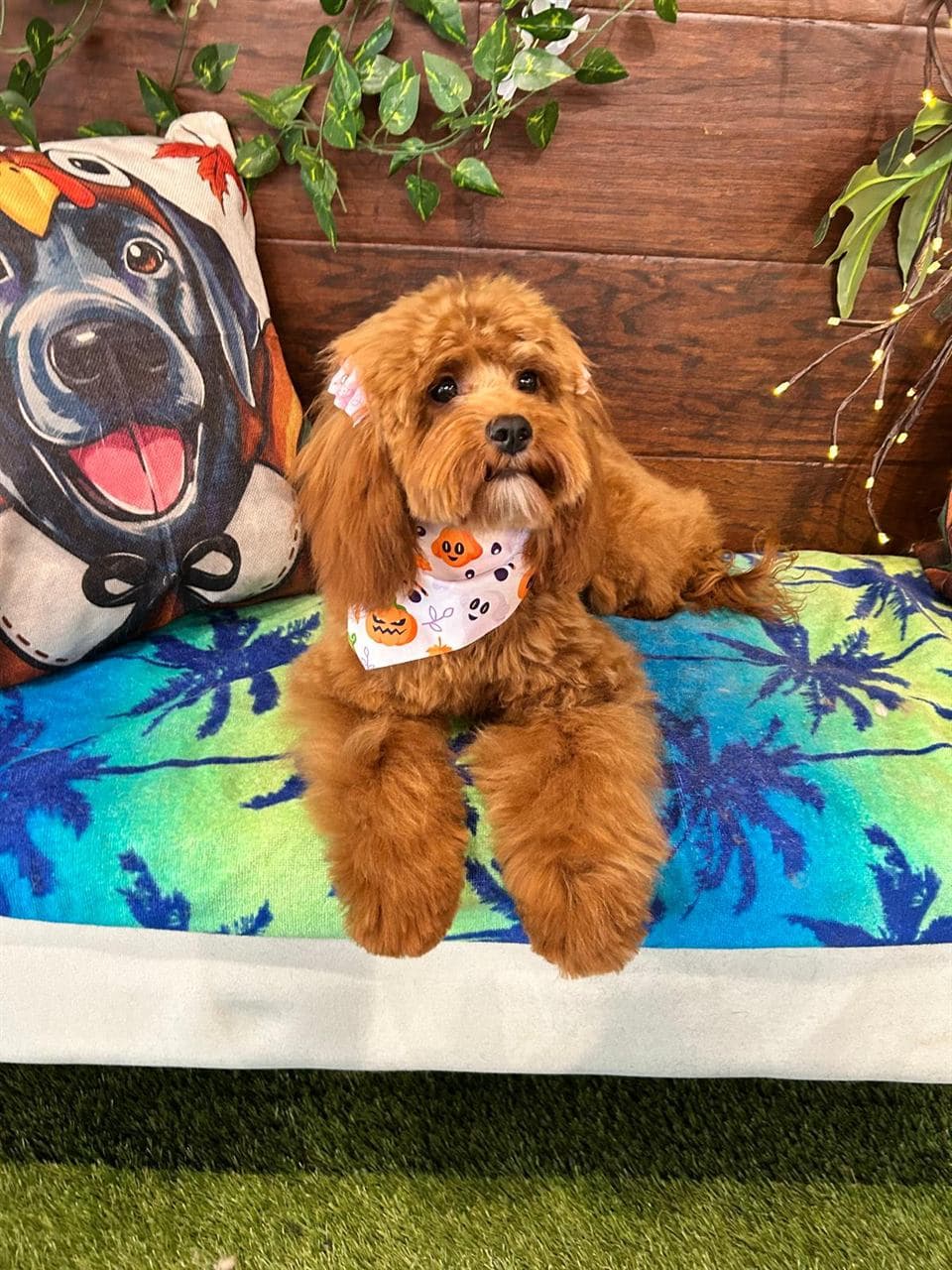Fluffy dog fresh from the groomer at Pawadise Parlor