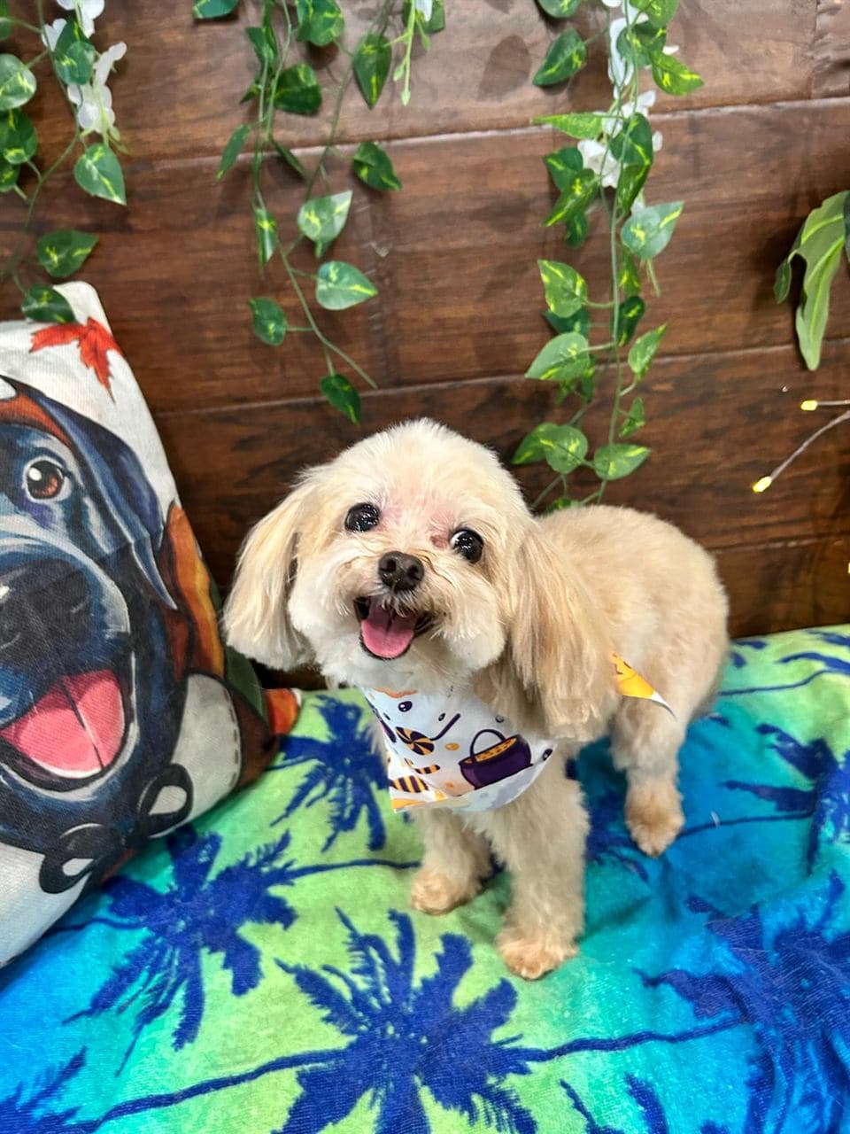 Well-groomed pet posing at Pawadise Parlor pet spa