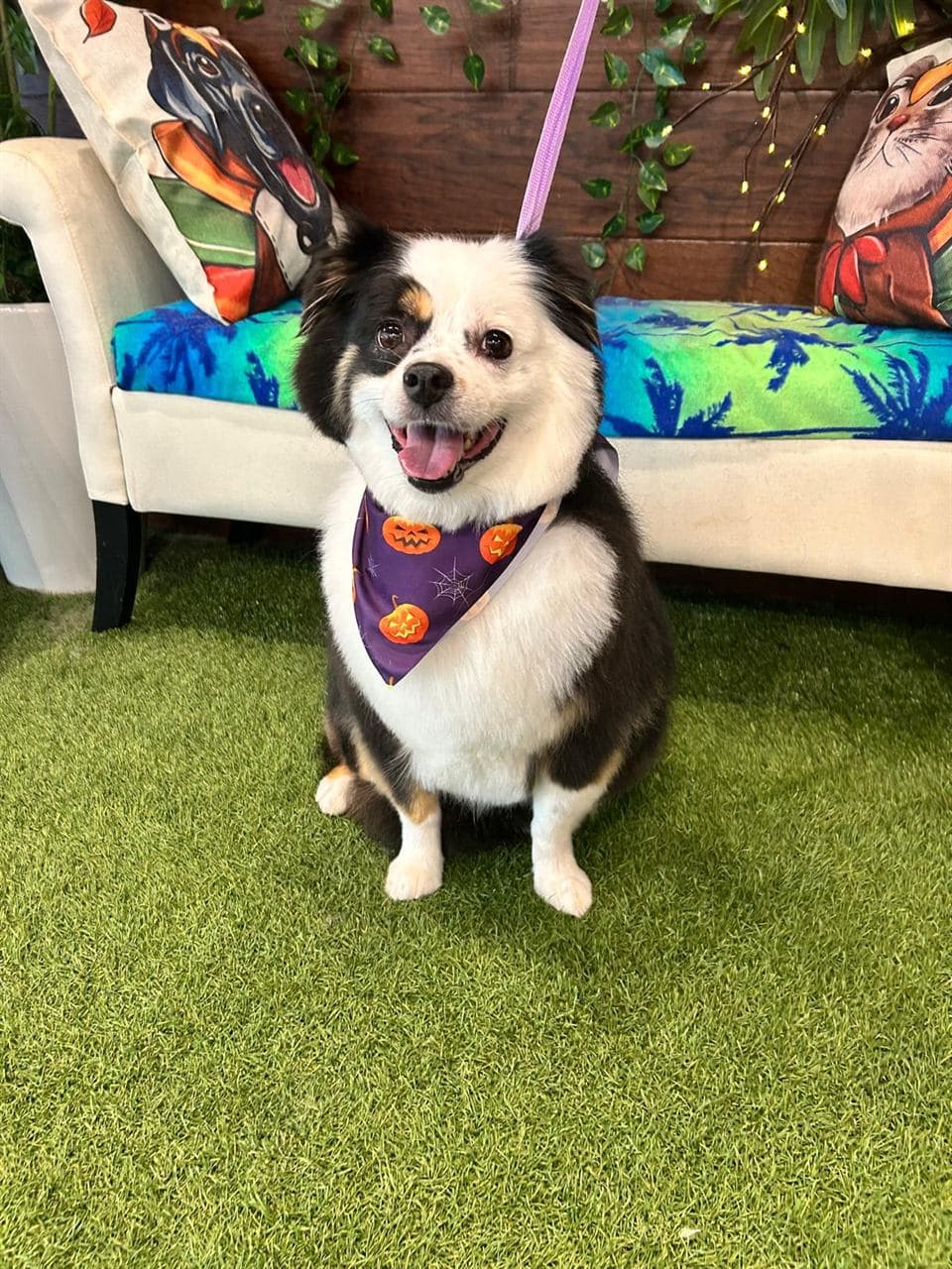 Black-and-white dog freshly groomed at Pawadise Parlor