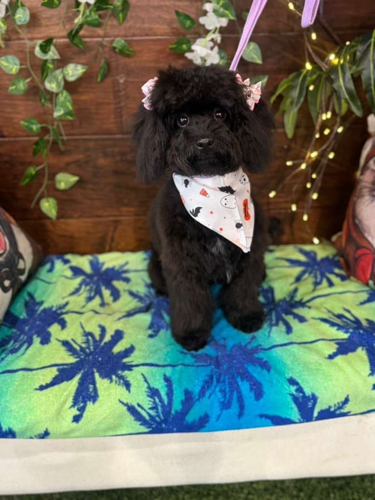 Pampered pet ready for pickup at Pawadise Parlor OKC