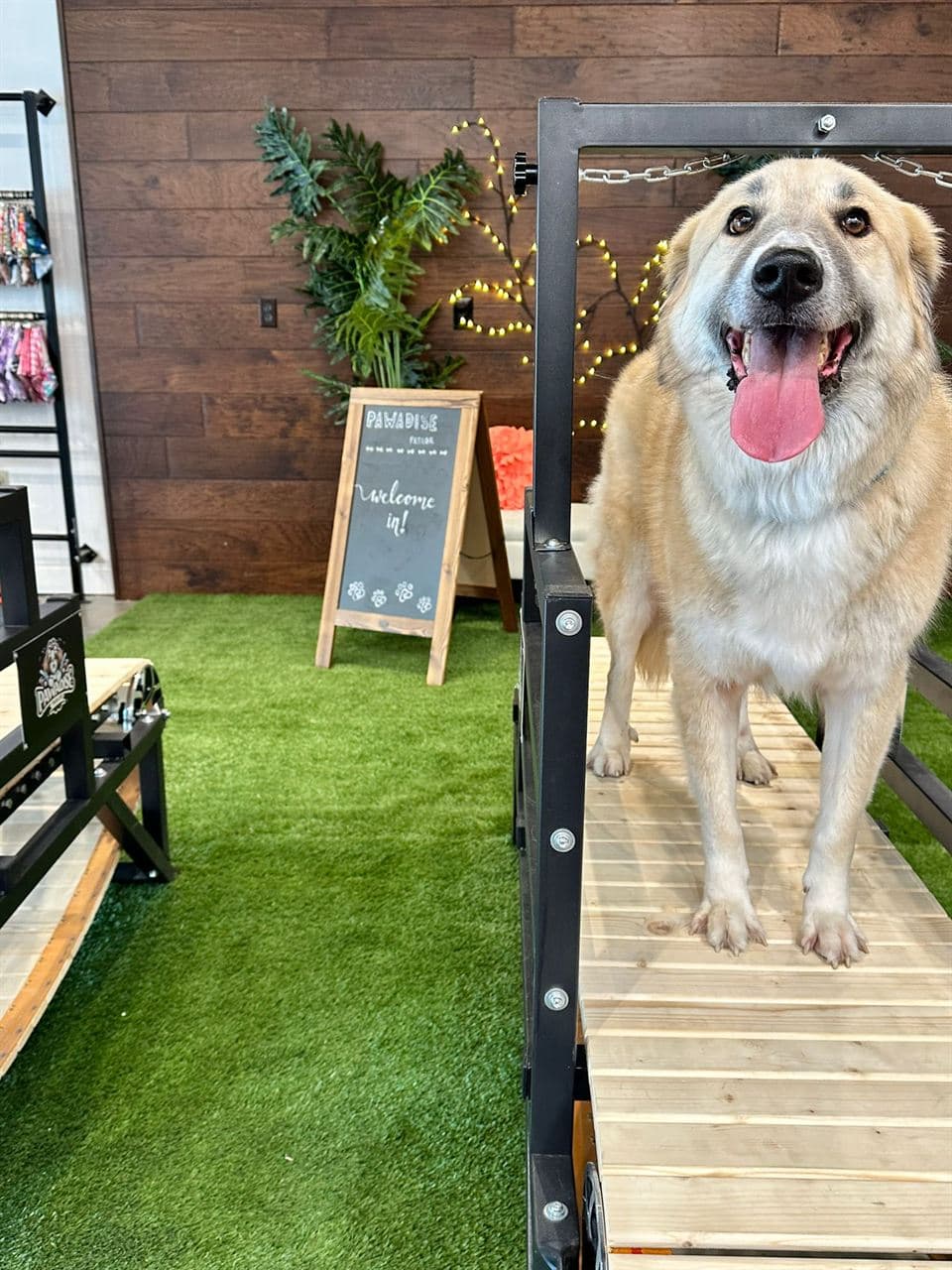 Happy dog exercising on the canine fitness treadmill at Pawadise Parlor in Oklahoma City