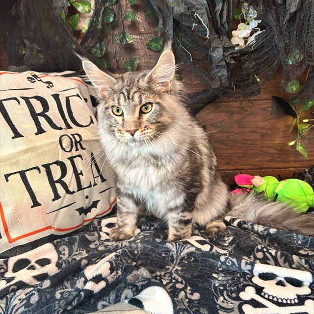 Maine Coon cat groomed at Pawadise Parlor